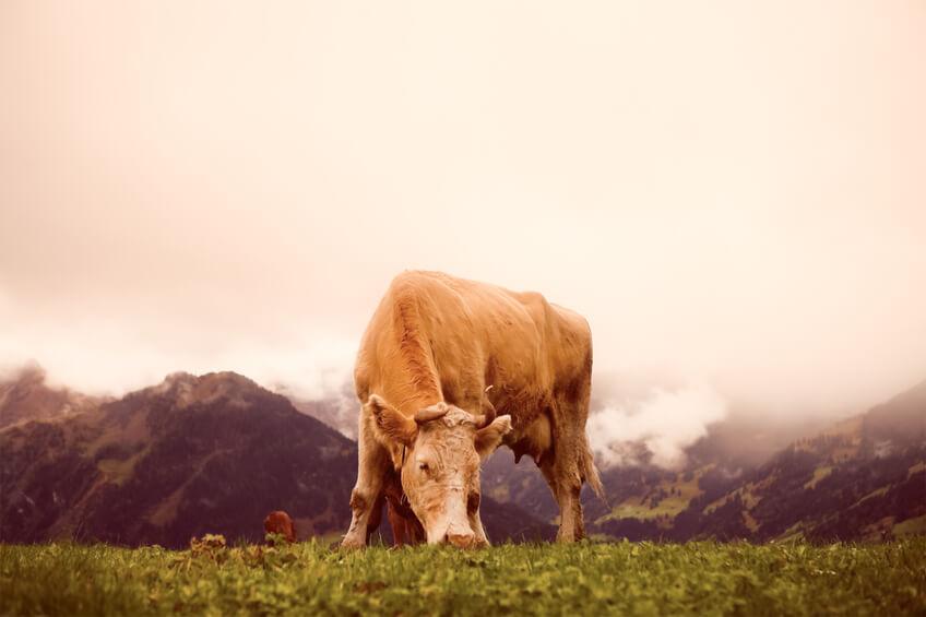 Is Organic Meat Better Or Is It More Important Where Beef Is Sourced From?