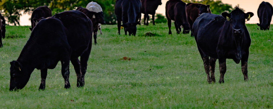 Announcing Midwestern 100% Grass Fed / 100% Grass Finished Beef - Meat N' Bone