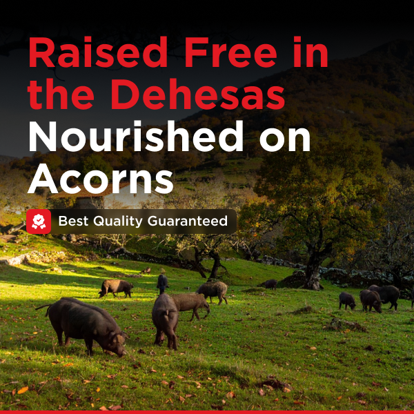 Jamon de Cebo 100% Iberico | Just Carved