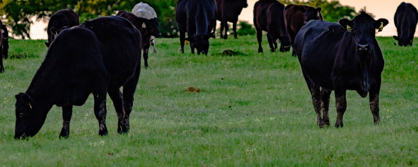Prime Rib Bone - in | Grass Fed - Meat N' Bone