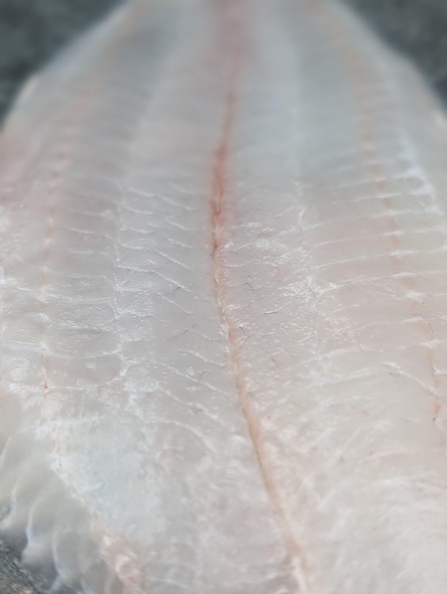 Spanish Sole (Solea Senegalis ) - Meat N' Bone