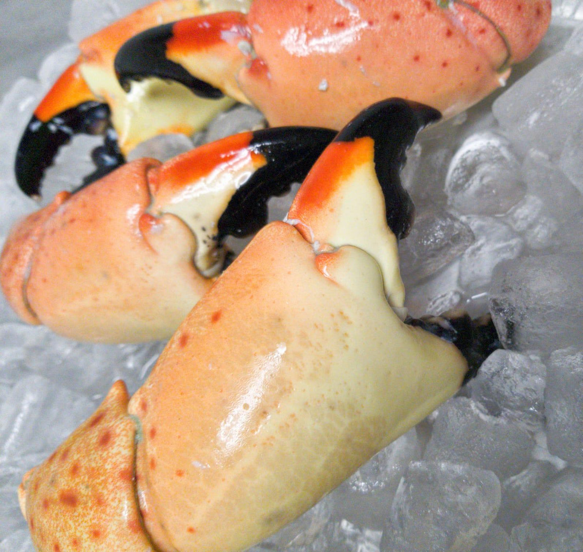 Florida Stone Crab | Colossal Claws – Meat N&rsquo; Bone