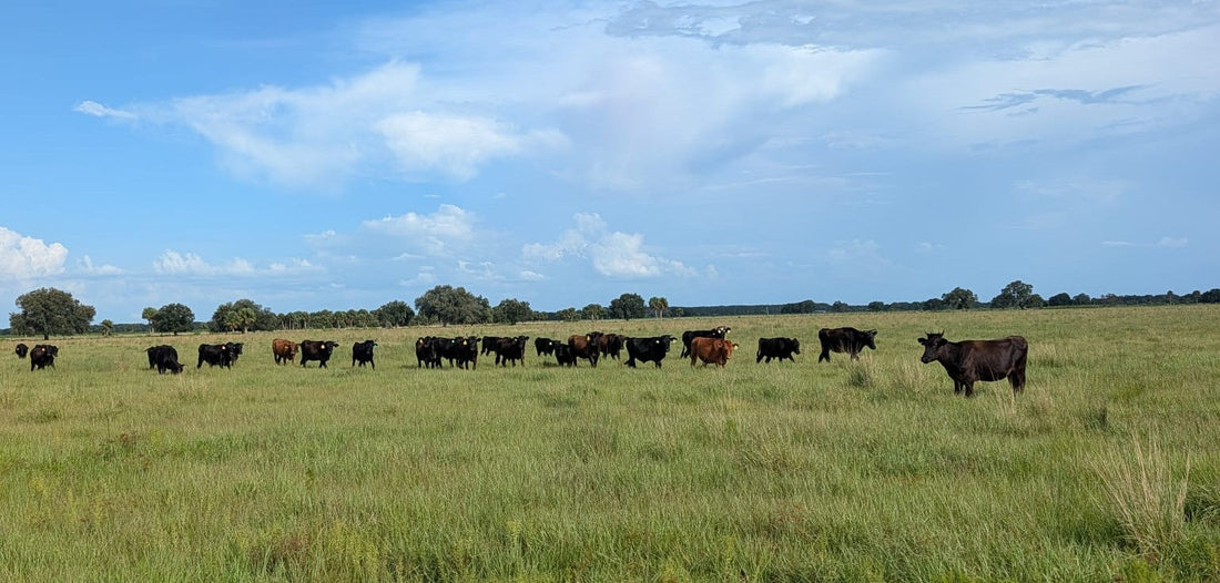 Why Beef Costs More — And What American Ranchers Actually Need