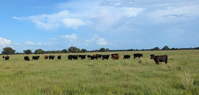 Why Beef Costs More — And What American Ranchers Actually Need