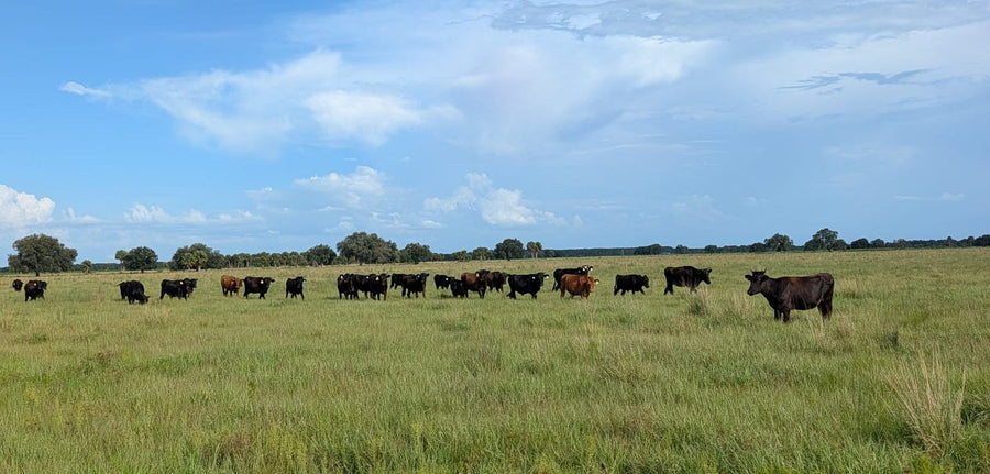 Why Beef Costs More — And What American Ranchers Actually Need