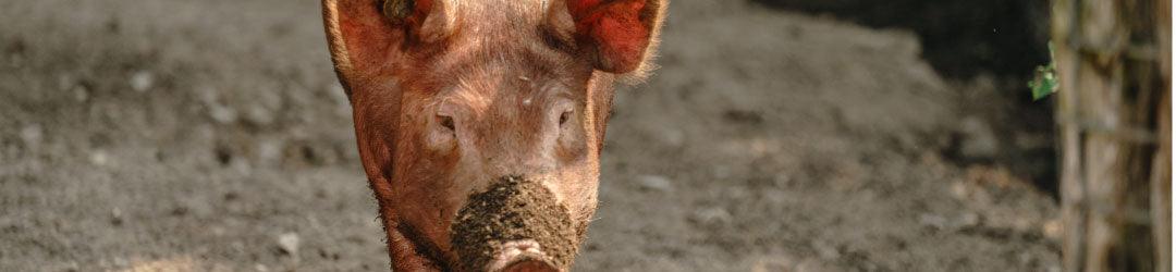 COVID-19: An Update on America's meat supply - Meat N' Bone