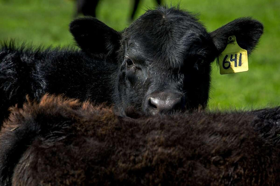 No, your beef does not have mRNA vaccines - Meat N' Bone