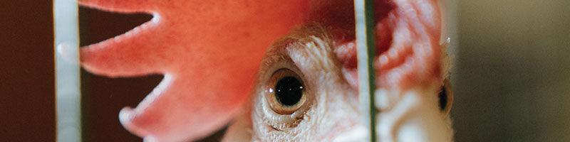 Why You Should Pay More For Quality Chicken - Meat N' Bone