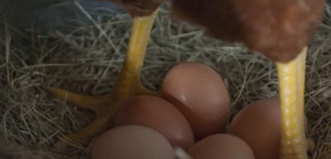 Dozen Heirloom Florida Eggs | All Natural, Cage Free