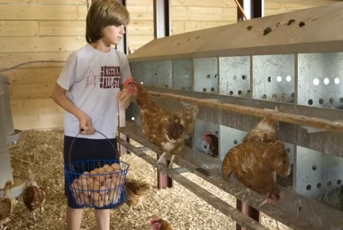 Farm Eggs