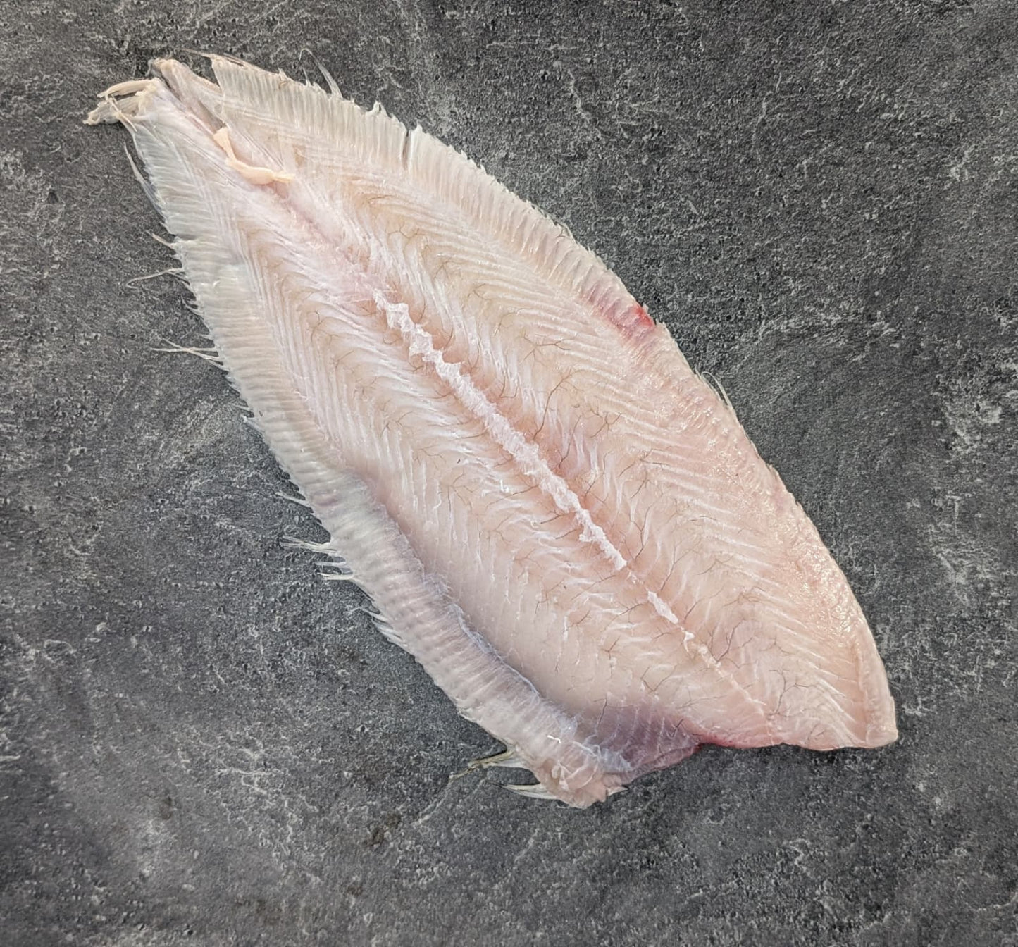 Spanish Sole (Solea Senegalis )