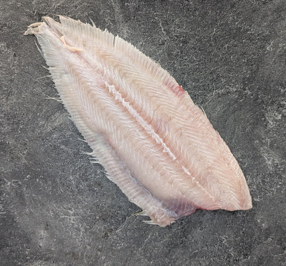 Spanish Sole (Solea Senegalis )