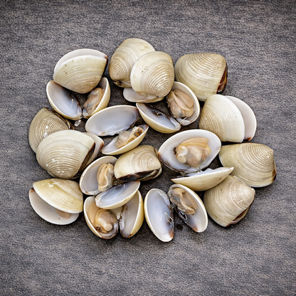 Vietnamese Whole Clams | U11-16