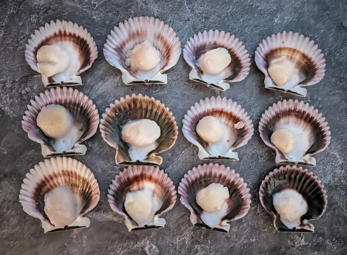 Scallops Shell Out Dry Scallops – Half Shell (U10/U20)