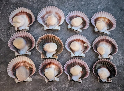Dayboat Dry Scallops – Half Shell (U10/U20) - Meat N' Bone