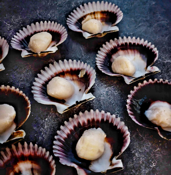 Dayboat Dry Scallops – Half Shell (U10/U20) - Meat N' Bone