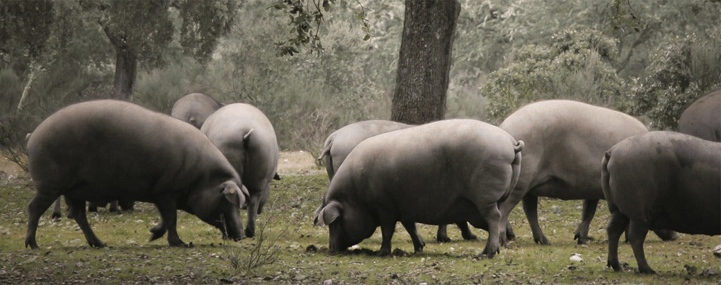 free range Iberico pigs