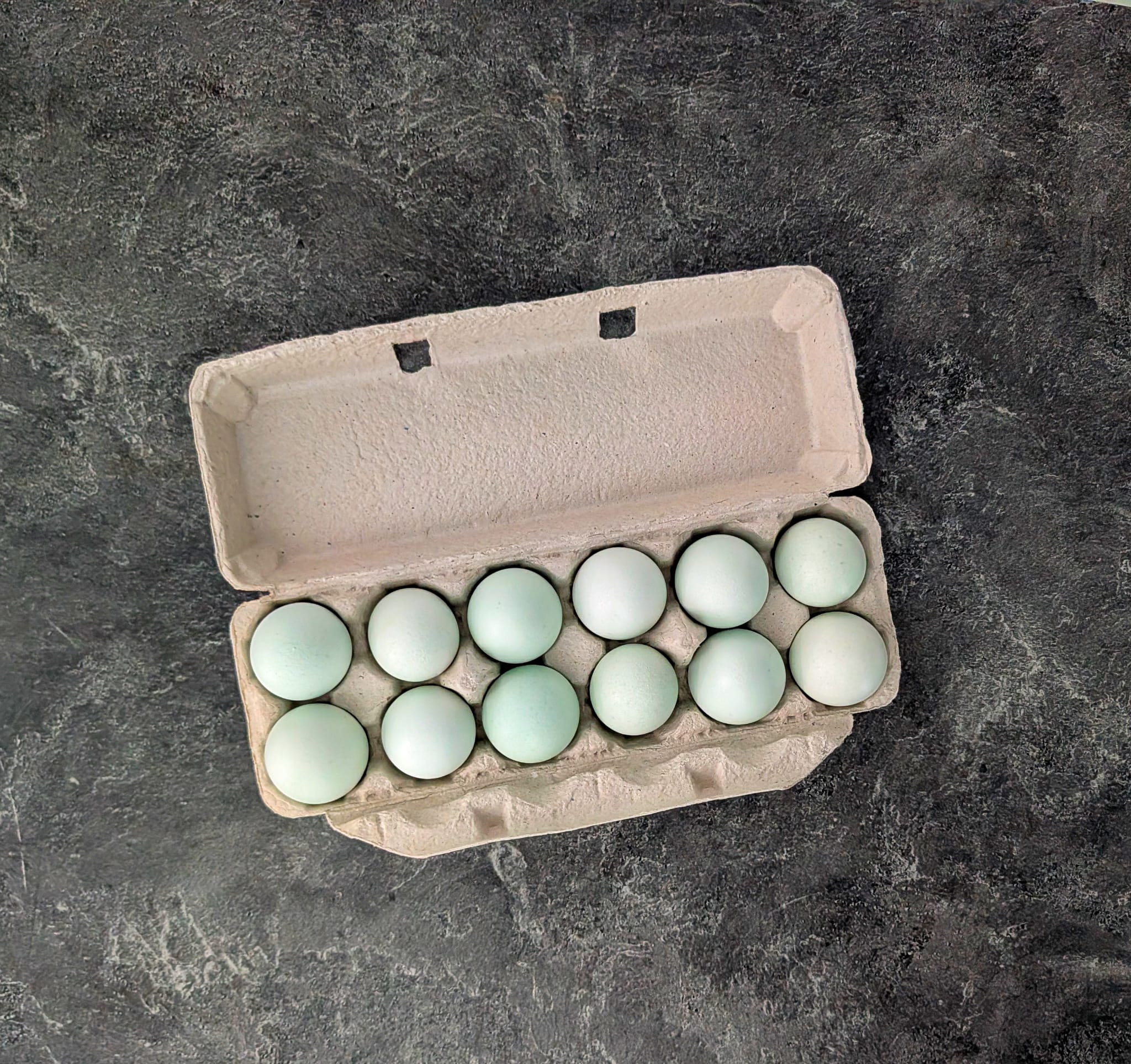 アルケミエ　GOAT EGG KINMOKUSEI 各1本　計2本 Dozen Heirloom Florida Eggs | All Natural, Cage Free