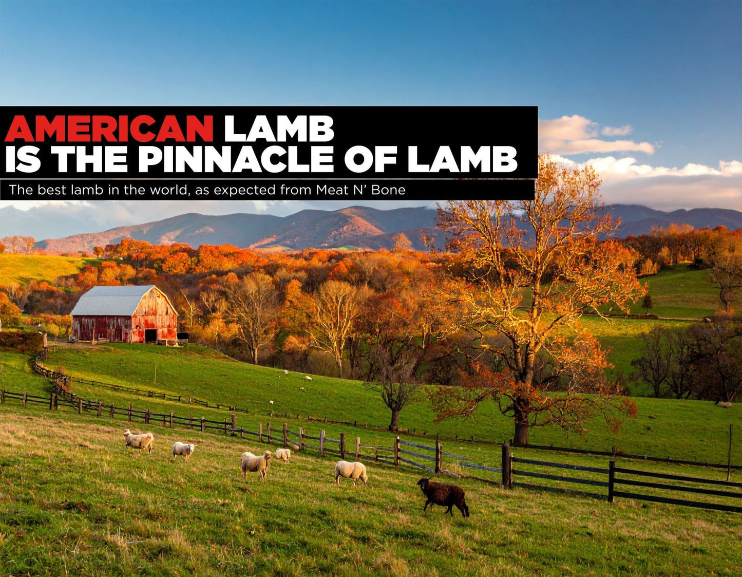 Midwestern Lamb Leg | Domestic - Meat N' Bone