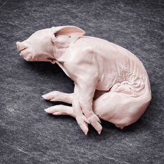 Spanish Cochinillo | Suckling Pig