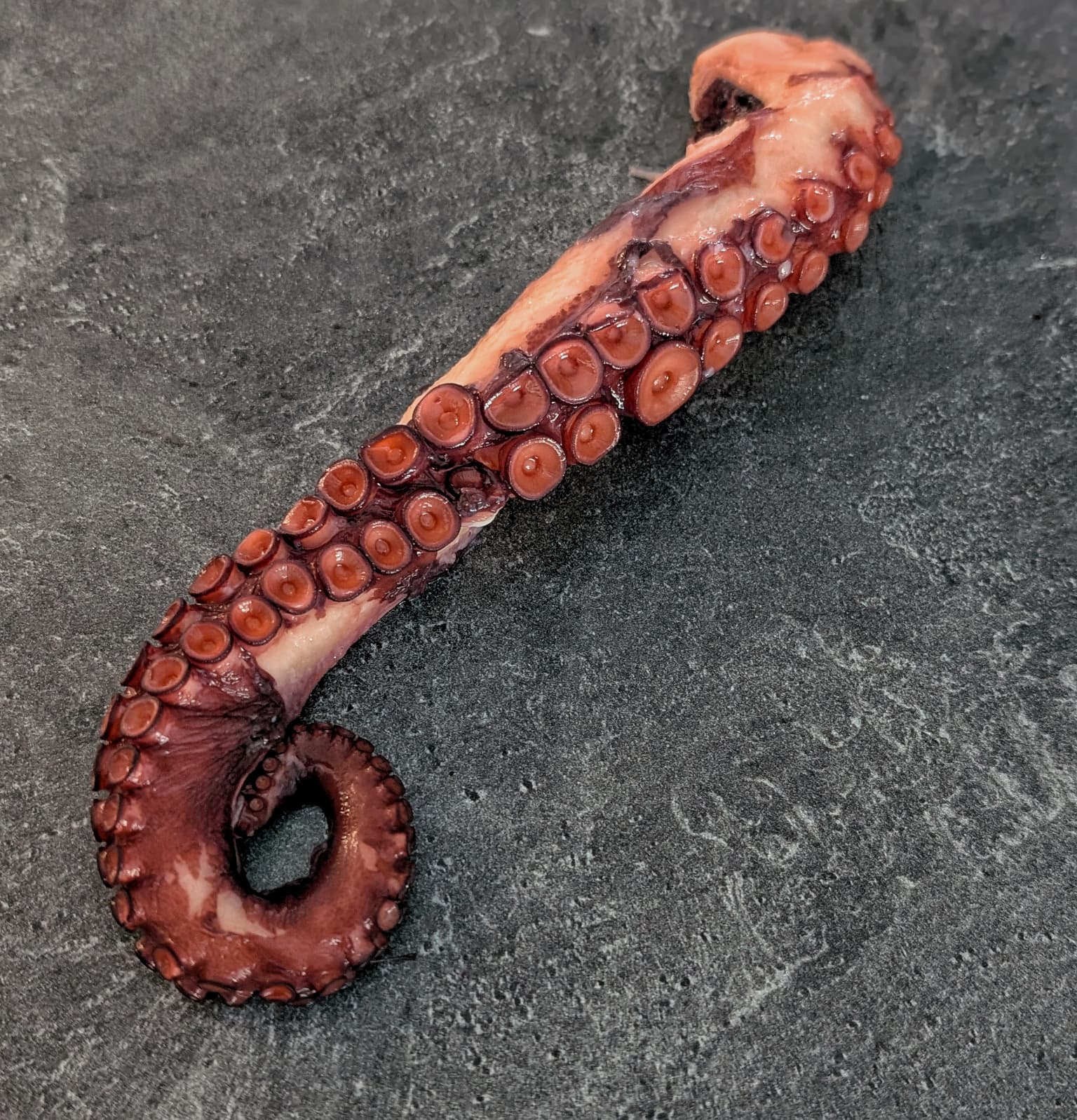 Spanish Octopus Tentacle (Arm) | Cooked - Ready to Eat – Meat N' Bone