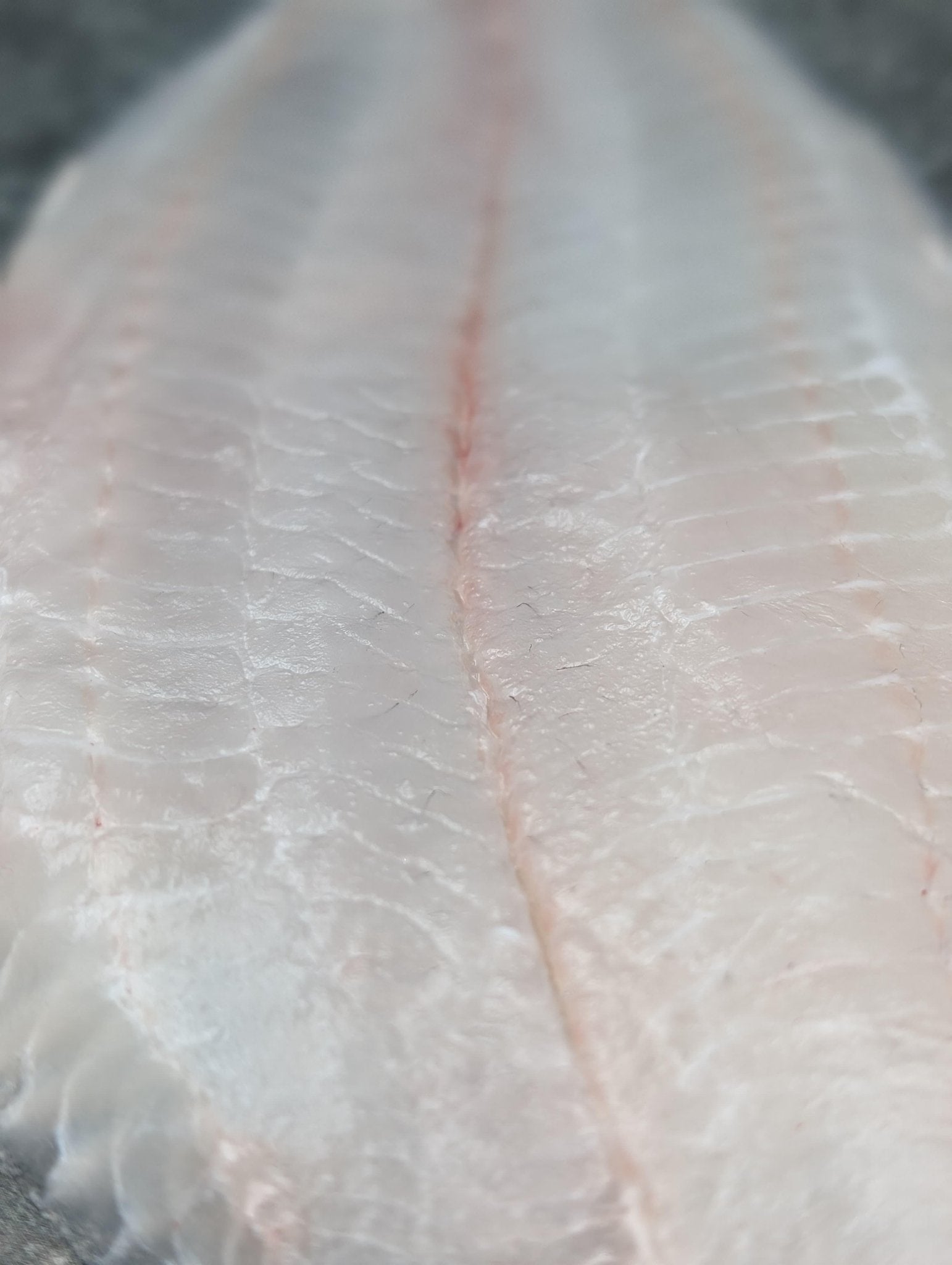 Spanish Sole (Solea Senegalis ) - Meat N' Bone