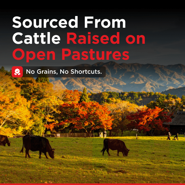 Whole Brisket Packer Style | Grass - Fed & Finished - Meat N' Bone