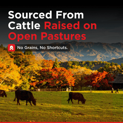 Whole Brisket Packer Style | Grass - Fed & Finished - Meat N' Bone