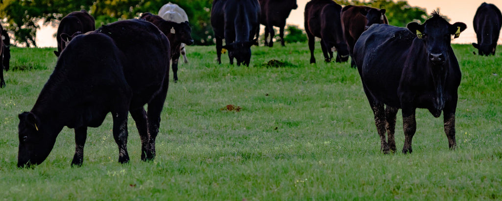Denver Steak | 100% Grass Fed & Grass Finished - Meat N' Bone