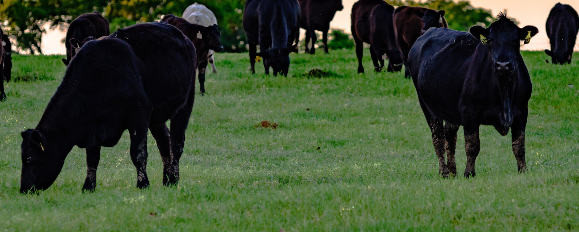 Denver Steak | 100% Grass Fed & Grass Finished - Meat N' Bone