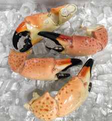 Florida Stone Crab | Colossal Claws