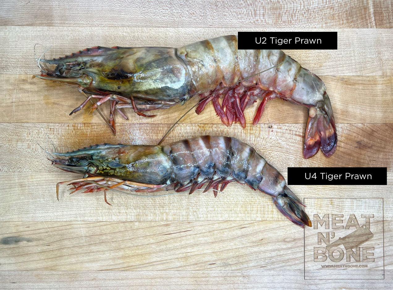 U2 African Tiger Prawns
