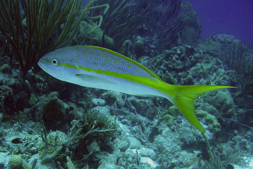 Premium Florida Keys Yellowtail Snapper Filet - Meat N' Bone