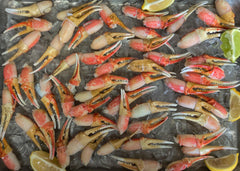 Snow Crab | Cocktail Claws